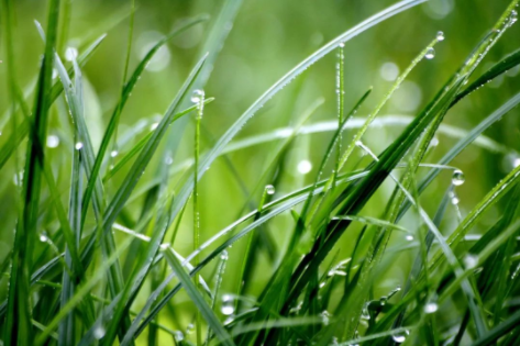 谷雨|春漸遠(yuǎn)，夏將至